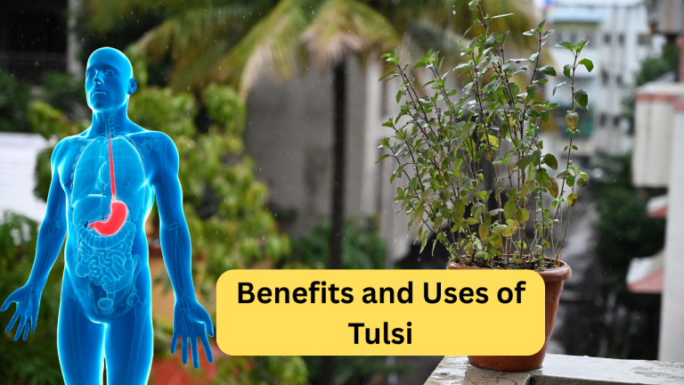 Benefits and Uses of Tulsi